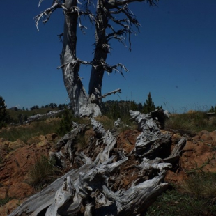 Pinus leucodermis 'skeletons'
